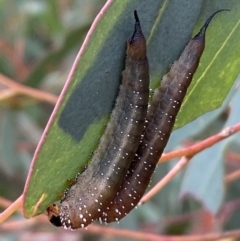 Lophyrotoma interrupta (Cattle Poisoning Sawfly) at Numeralla, NSW - 18 Apr 2022 by SteveBorkowskis