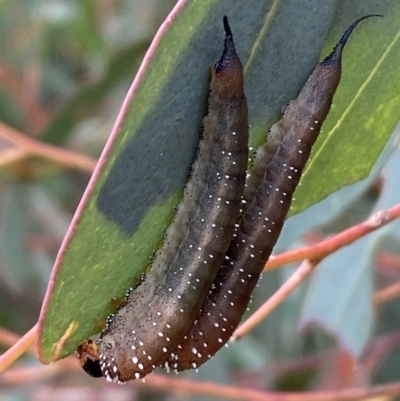 Lophyrotoma interrupta (Cattle Poisoning Sawfly) at Numeralla, NSW - 18 Apr 2022 by SteveBorkowskis