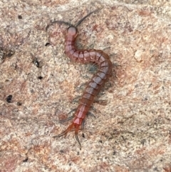 Scolopendromorpha (order) (A centipede) at Kybeyan State Conservation Area - 18 Apr 2022 by Steve_Bok
