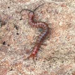 Scolopendromorpha (order) (A centipede) at Numeralla, NSW - 18 Apr 2022 by Steve_Bok