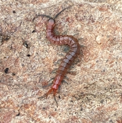 Scolopendromorpha (order) (A centipede) at Numeralla, NSW - 18 Apr 2022 by SteveBorkowskis