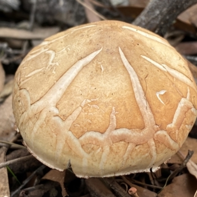 Unidentified Cap on a stem; gills below cap [mushrooms or mushroom-like] at Numeralla, NSW - 18 Apr 2022 by Steve_Bok