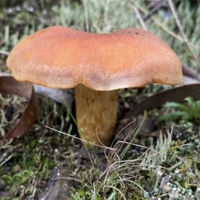 Unidentified Cap on a stem; gills below cap [mushrooms or mushroom-like] at Numeralla, NSW - 18 Apr 2022 by Steve_Bok