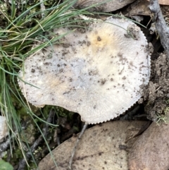 zz agaric (stem; gills white/cream) at Kybeyan State Conservation Area - 18 Apr 2022 by SteveBorkowskis