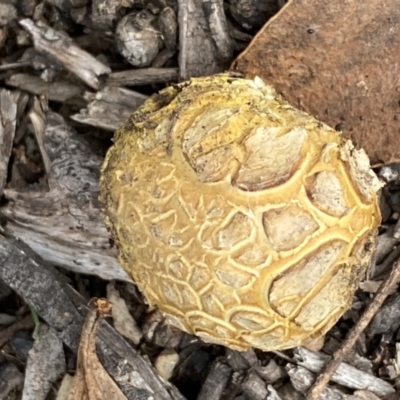 Scleroderma sp. (Scleroderma) at Numeralla, NSW - 18 Apr 2022 by SteveBorkowskis