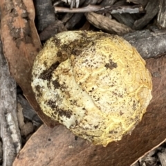 Scleroderma sp. at Numeralla, NSW - 18 Apr 2022