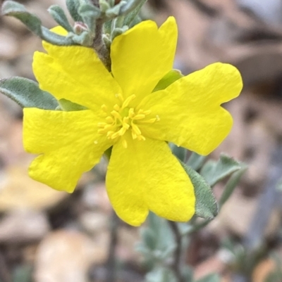 Hibbertia obtusifolia (Grey Guinea-flower) at Kybeyan State Conservation Area - 18 Apr 2022 by SteveBorkowskis