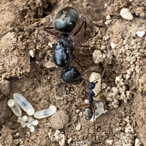 Camponotus suffusus at Numeralla, NSW - 18 Apr 2022