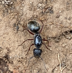 Camponotus suffusus at Numeralla, NSW - 18 Apr 2022