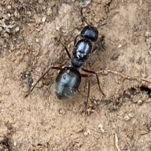 Camponotus suffusus at Numeralla, NSW - 18 Apr 2022