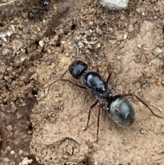 Camponotus suffusus at Numeralla, NSW - 18 Apr 2022