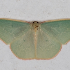 Chlorocoma vertumnaria (Red-fringed Emerald) at Melba, ACT - 5 Mar 2022 by kasiaaus