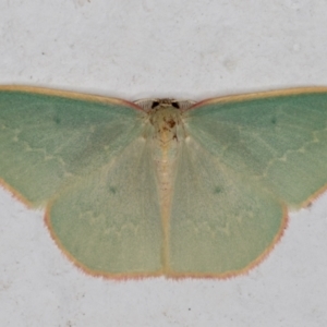 Chlorocoma vertumnaria at Melba, ACT - 6 Mar 2022