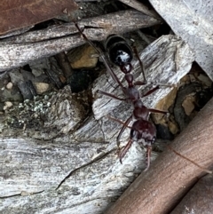 Myrmecia simillima (A Bull Ant) at Numeralla, NSW - 18 Apr 2022 by SteveBorkowskis