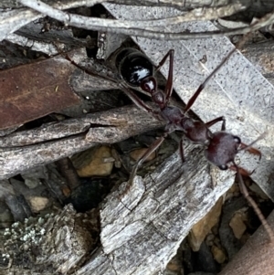 Myrmecia simillima at Numeralla, NSW - 18 Apr 2022