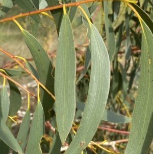 Eucalyptus pauciflora subsp. pauciflora at Numeralla, NSW - 15 Apr 2022