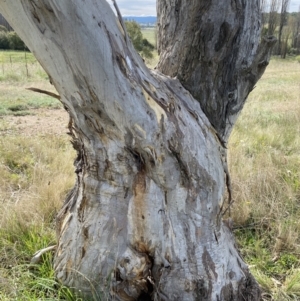 Eucalyptus pauciflora subsp. pauciflora at Numeralla, NSW - 15 Apr 2022