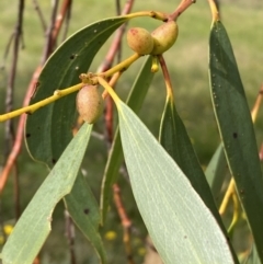 Eucalyptus pauciflora subsp. pauciflora at Numeralla, NSW - 15 Apr 2022