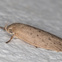 Garrha carnea at Melba, ACT - 6 Mar 2022 09:33 PM