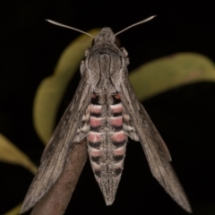 Agrius convolvuli (Convolvulus Hawk Moth) at Melba, ACT - 6 Mar 2022 by kasiaaus