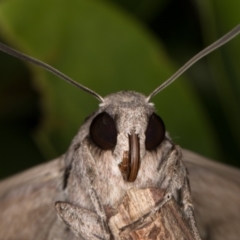 Agrius convolvuli at Melba, ACT - 6 Mar 2022