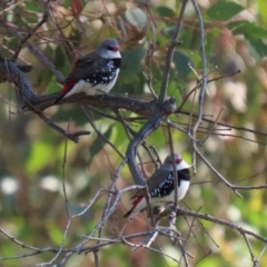 Stagonopleura guttata at Hume, ACT - suppressed