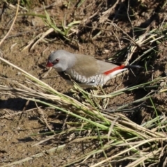 Stagonopleura guttata at Hume, ACT - suppressed