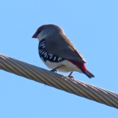 Stagonopleura guttata at Hume, ACT - suppressed