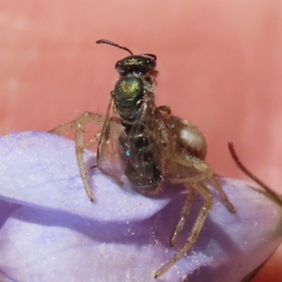 Lasioglossum (Homalictus) urbanum (Furrow Bee) at Hume, ACT - 17 Apr 2022 by RodDeb