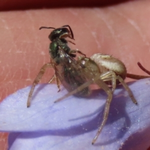 Lasioglossum (Homalictus) urbanum at Hume, ACT - suppressed