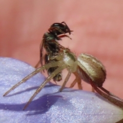 Lasioglossum (Homalictus) urbanum at Hume, ACT - 17 Apr 2022