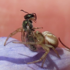 Lasioglossum (Homalictus) urbanum at Hume, ACT - suppressed