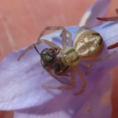 Lasioglossum (Homalictus) urbanum at Hume, ACT - suppressed