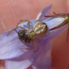 Australomisidia sp. (genus) at Hume, ACT - suppressed