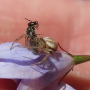 Australomisidia sp. (genus) at Hume, ACT - suppressed