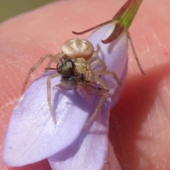 Australomisidia sp. (genus) at Hume, ACT - suppressed