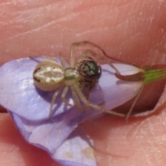 Australomisidia sp. (genus) at Hume, ACT - suppressed