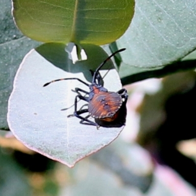 Amorbus sp. (genus) (Eucalyptus Tip bug) at Hume, ACT - 17 Apr 2022 by RodDeb