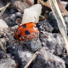 Hippodamia variegata (Spotted Amber Ladybird) at Macarthur, ACT - 18 Apr 2022 by RodDeb