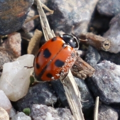 Hippodamia variegata at Macarthur, ACT - 18 Apr 2022