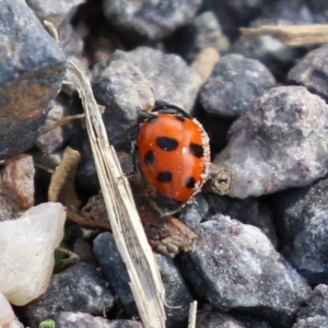 Hippodamia variegata at Macarthur, ACT - 18 Apr 2022