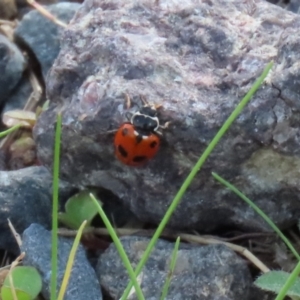 Hippodamia variegata at Macarthur, ACT - 18 Apr 2022