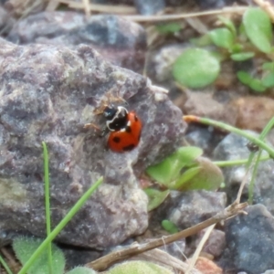 Hippodamia variegata at Macarthur, ACT - 18 Apr 2022