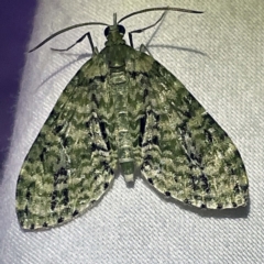 Sauris malaca (A Geometer moth) at Coopers Gully, NSW - 21 Feb 2022 by ibaird