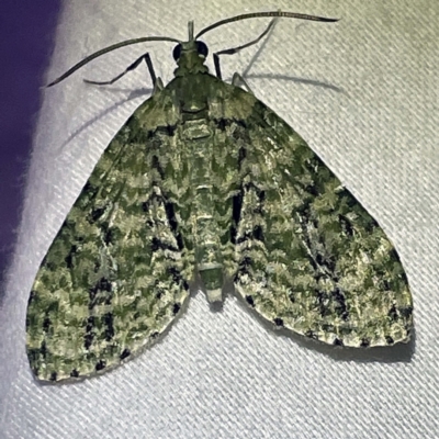 Sauris malaca (A Geometer moth) at Coopers Gully, NSW - 21 Feb 2022 by ibaird