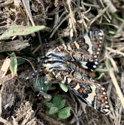 Apina callisto (Pasture Day Moth) at Macgregor, ACT - 18 Apr 2022 by Simonster