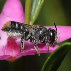 Megachile (Hackeriapis) tosticauda at Acton, ACT - 10 Apr 2022