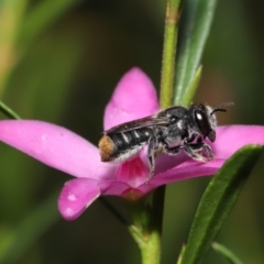 Megachile (Hackeriapis) tosticauda at Acton, ACT - 10 Apr 2022 11:43 AM