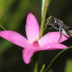 Megachile (Hackeriapis) tosticauda at Acton, ACT - 10 Apr 2022 11:43 AM