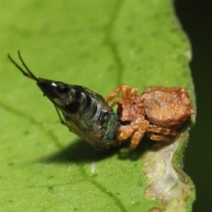 Arkys sp. (genus) (An Ambush, Bird-dropping or Triangular Spider) at Wellington Point, QLD - 26 Mar 2022 by TimL